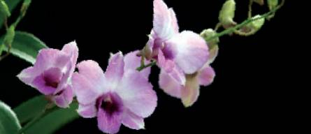 Orchid named Emma